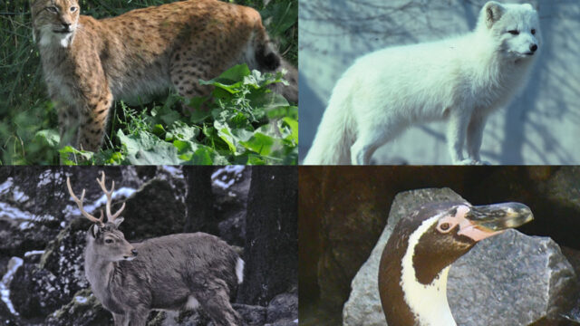 Zoológico, Coronavirus, Sacrificar Animales, Alemania