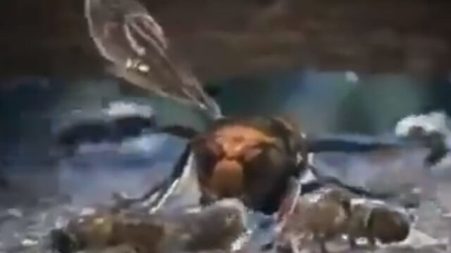 Abejas, Abejorro Gigante, Video, Japón