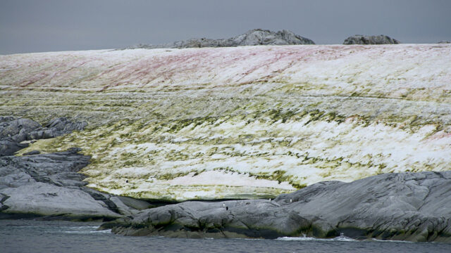 Antartida, Verde, Cambio Climatico, Algas