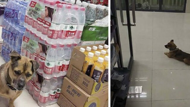 Perrito, Dueño, Hospital, Coronavirus