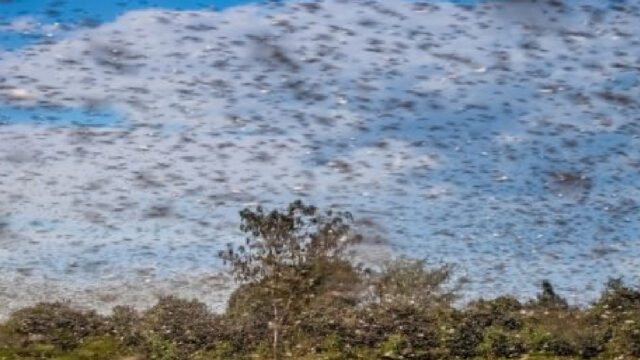 Langostas, Cacerolazos, Plaga, India