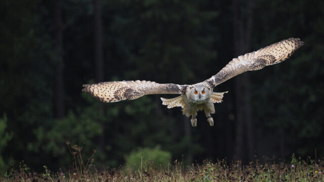 Lechuza, Apedrear, Bañar, Ignorancia