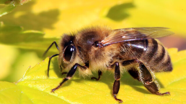 Las abejas están en peligro por su propia pandemia