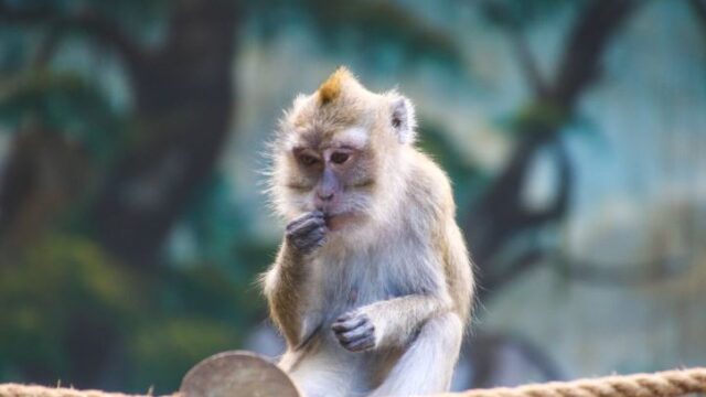 El macaco rhesus podría ser clave en vacuna contra el coronavirus