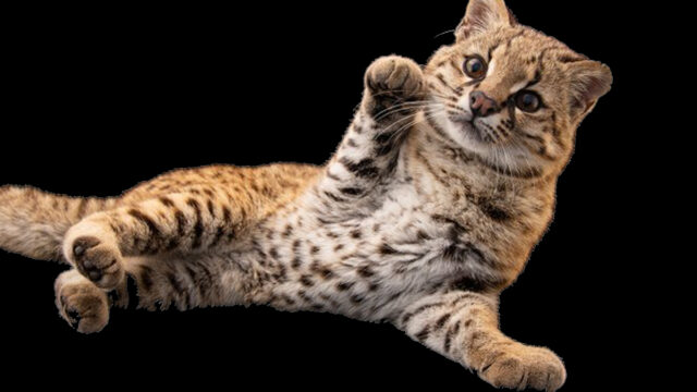 photo-ark-animales-peligro-extincion-national-geographic