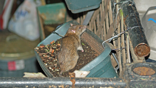 Ratas se vuelven más agresivas por escasez de basura ante pandemia de Covid