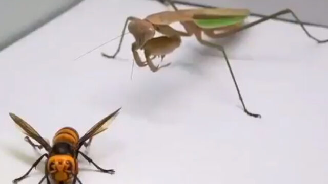video-pelea-mantis-religiosa-avispon-asesino