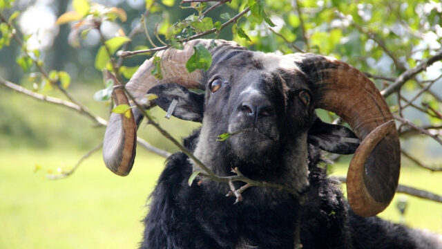 Trump, Cazar, Carneros, Maltrato Animal