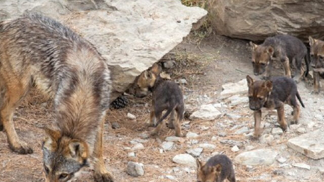 Cachorros, Lobo, Saltillo, Extincion