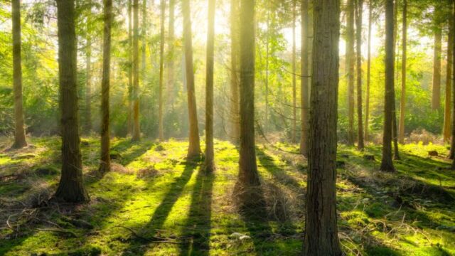 Los bosques no solo están desapareciendo, también se están haciendo más jóvenes