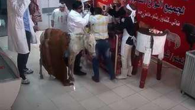 Denuncian maltrato animal en un reality show egipcio, durante el programa torturan animales