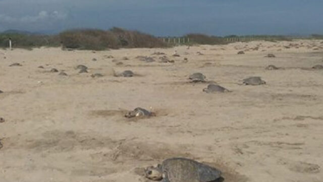 Tortugas golfinas desovaron en Puerto Escondido, La temporada de anidamiento comenzó con 15 mil tortugas