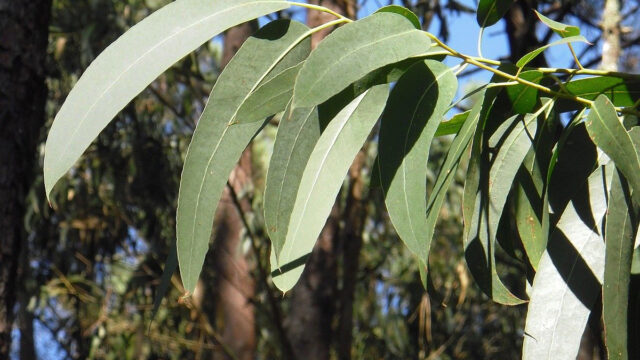 Las autoridades de Indonesia sostienen que el collar de eucalipto puede acabar con el coronavirus SARS-Cov-2