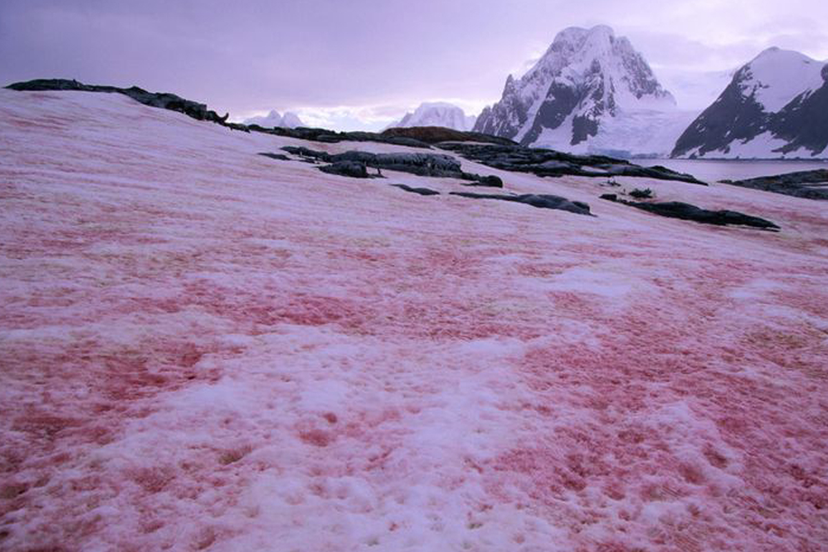 La nieve roja apareció en los Alpes y su presencia no es una buena señal porque implica que el hielo se derrite más rápido