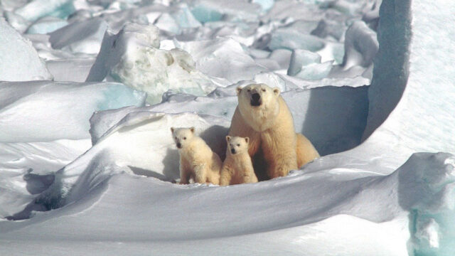 Los osos polares, a menos que hagan con respecto al cambio climático y calentamiento global, podrían extinguirse para 2100
