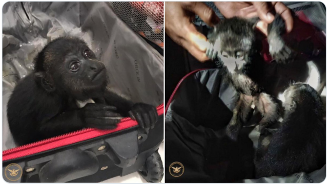 Monos araña y aulladores rescatados por la Guardia Nacional en Chihuahua y San Luis Potosí