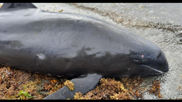 Por lo menos 13 delfines han muerto luego del accidente del buque japonés en las costas de Mauricio y que causó un derrame de petróleo