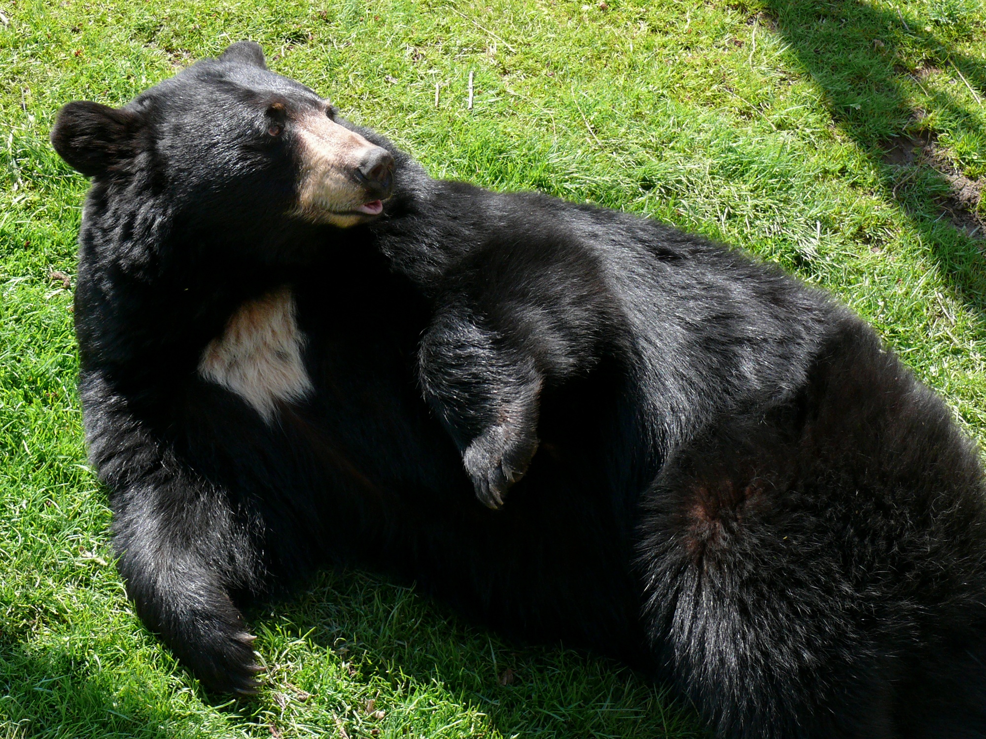 En menos de 48 horas, captan a dos osos más en Nuevo León
