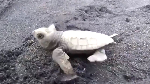 Miles de tortugas marina bebé en peligro de extinción ahora nadan libres en Balí tras ser rescatadas, Captura de Pantalla