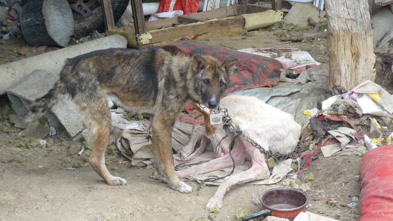 Diputada Morena propone 5 años cárcel maltrato animal