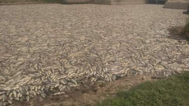 Millones de peces murieron en río por falta de agua y oxígeno en Argentina