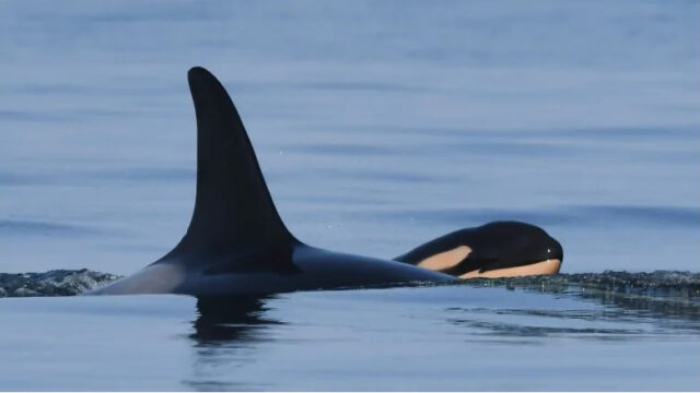 Orca que lloró la muerte de su cría por 17 días vuelve a ser madre