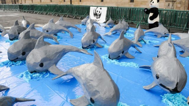 Quedan 20 vaquitas marinas en el mundo: especialista
