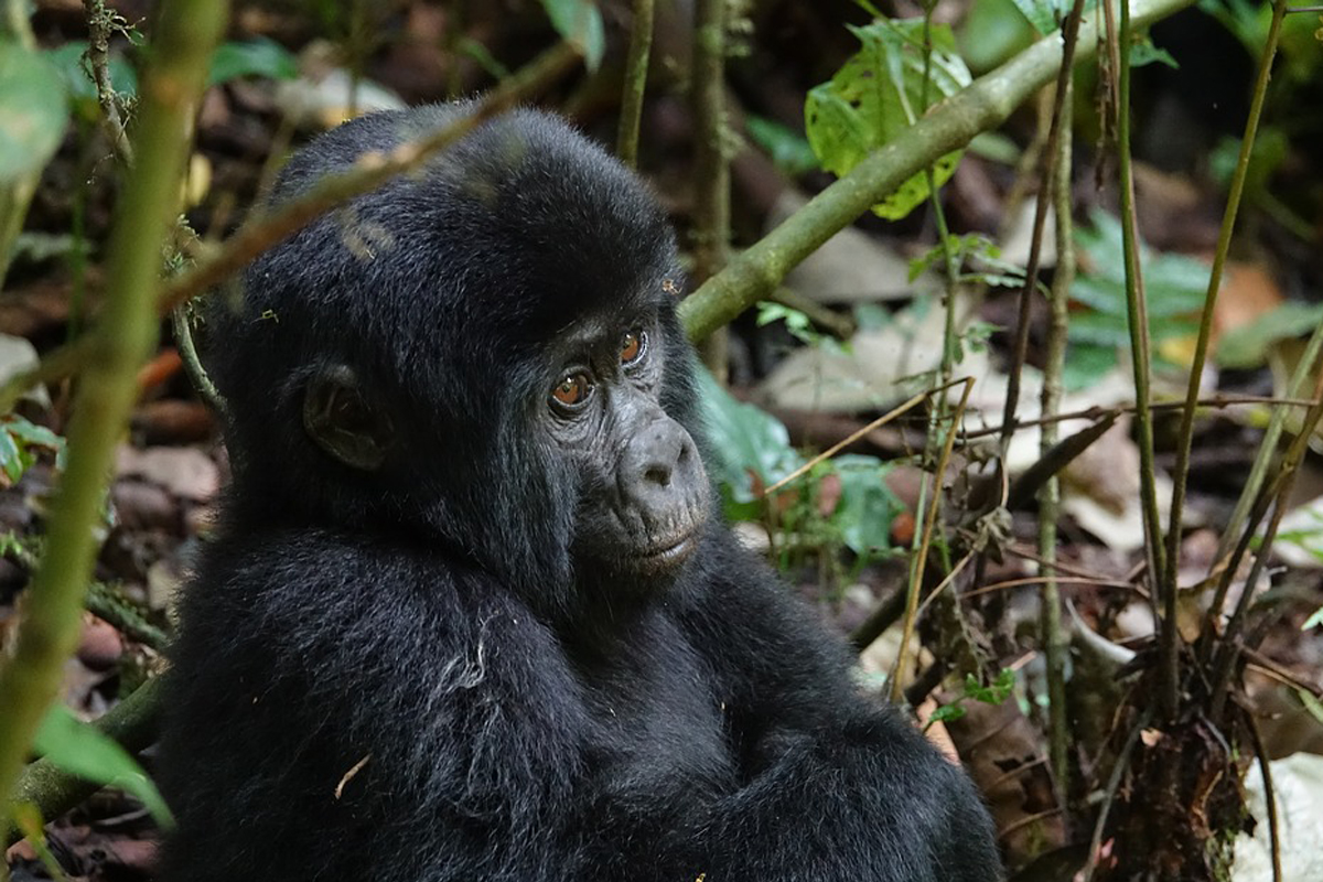 Un parque nacional de Uganda está celebrando el baby boom de los gorilas de montaña, que en gran parte es debe a la pandemia de COVID-19