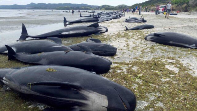 275 ballenas quedan varadas en isla de Tasmania, Australia
