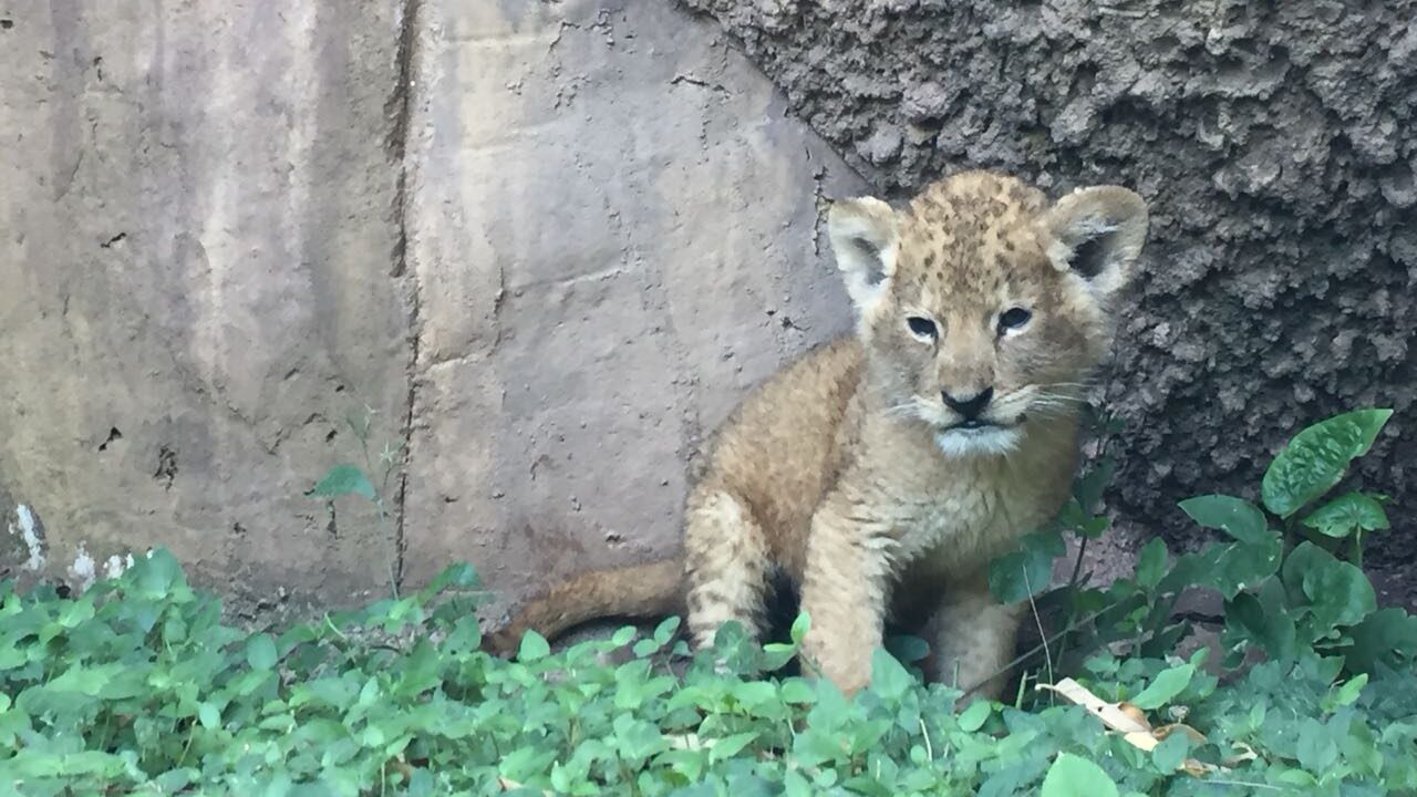 Sinaloa: rescatan un león africano bebé en Culiacán