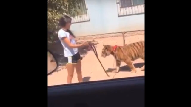 joven pasea tigre Guasave Sinaloa