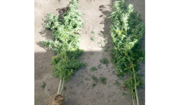 Tlaxcala decomiso 2 plantas marihuana furor redes sociales