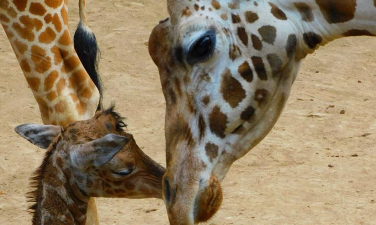 ¡Ya nació! Hay una nueva jirafa en el Zoológico de Chapultepec