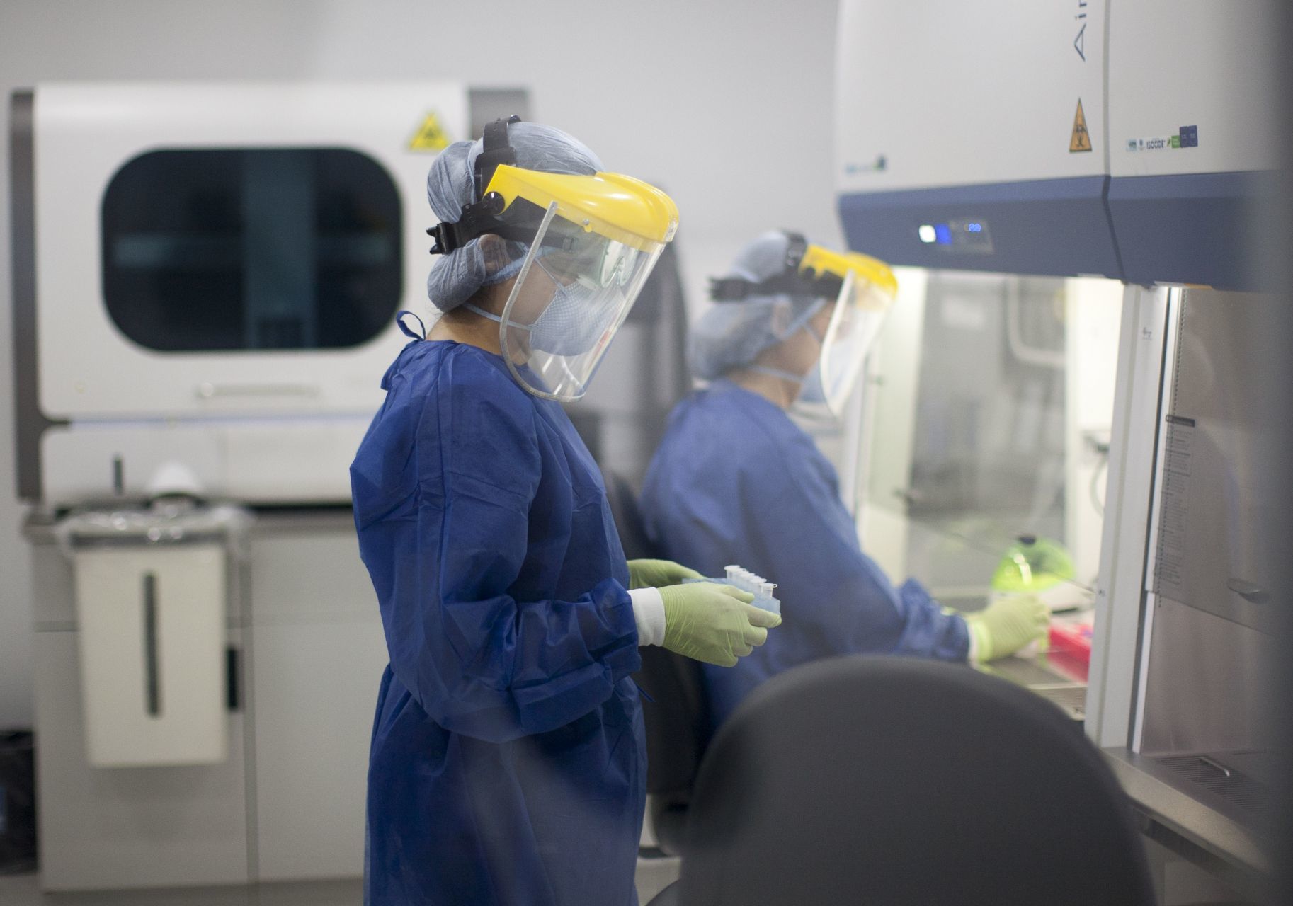 Médicos del Instituto Nacional de Salud de Estados Unidos detectaron el ebolavirus en cerdos