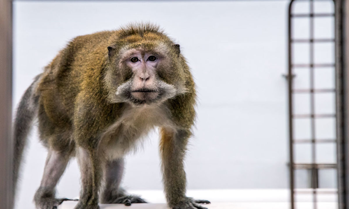 Todos los monos de la NASA fueron sacrificados en un solo día