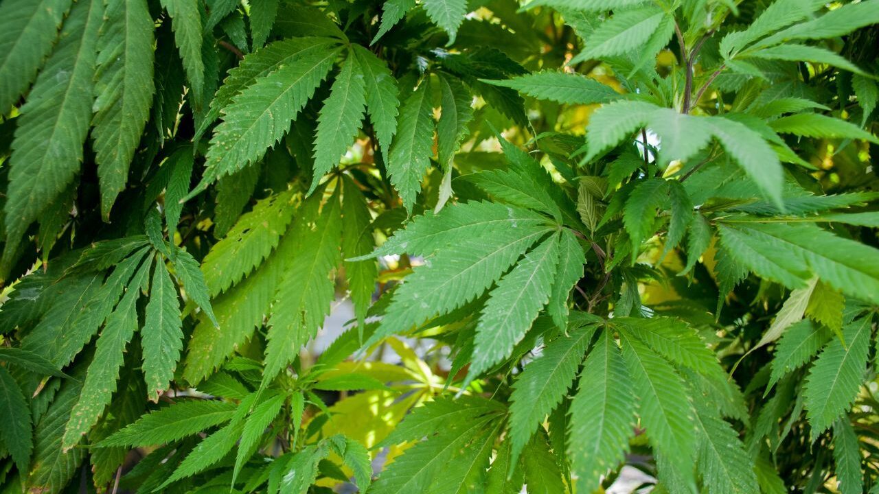 Marihuana medicinal legal