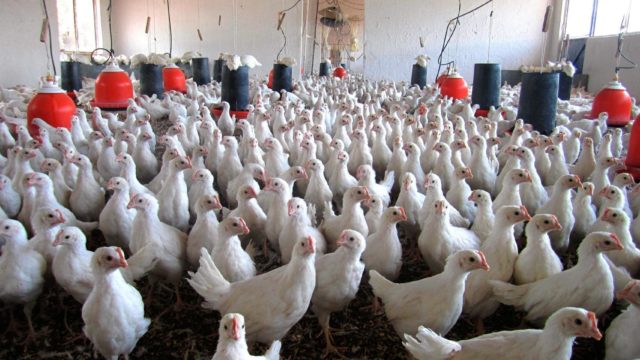 Rusia gripe aviar