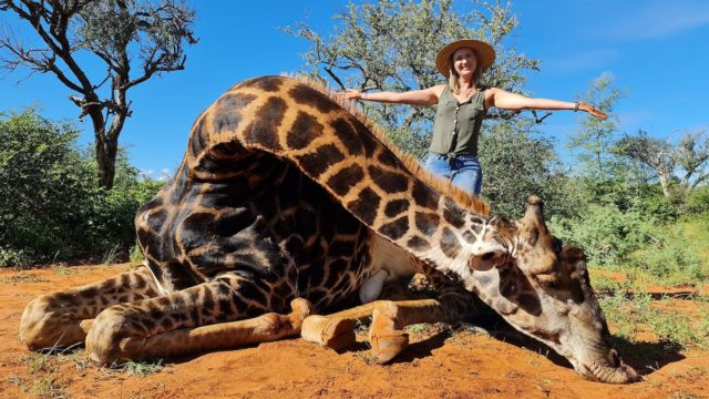 Mujer caza a jirafa en Sudáfrica y posa con el corazón del animal para redes sociales