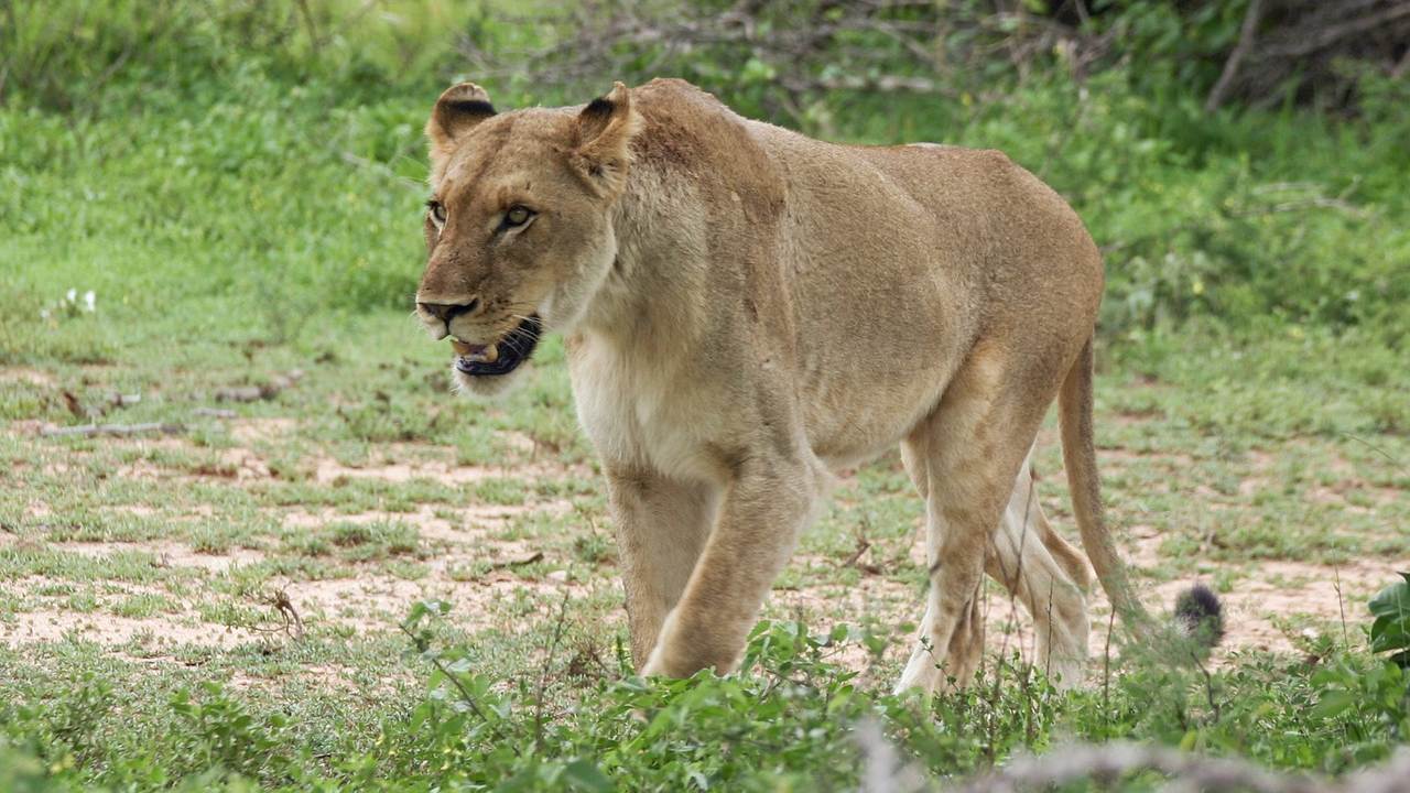 leonas devoran guía de parque Sudáfrica
