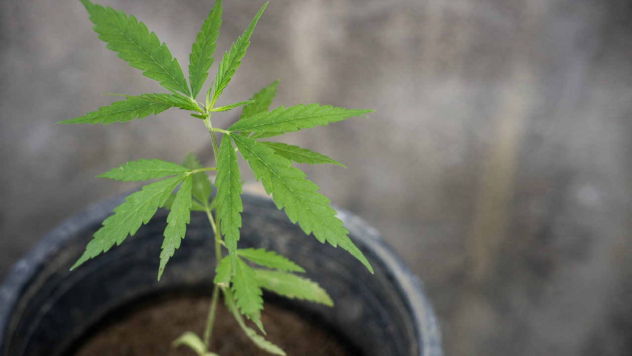 En la Comisión de Salud se discutió la legalización del consumo lúdico de cannabis 
