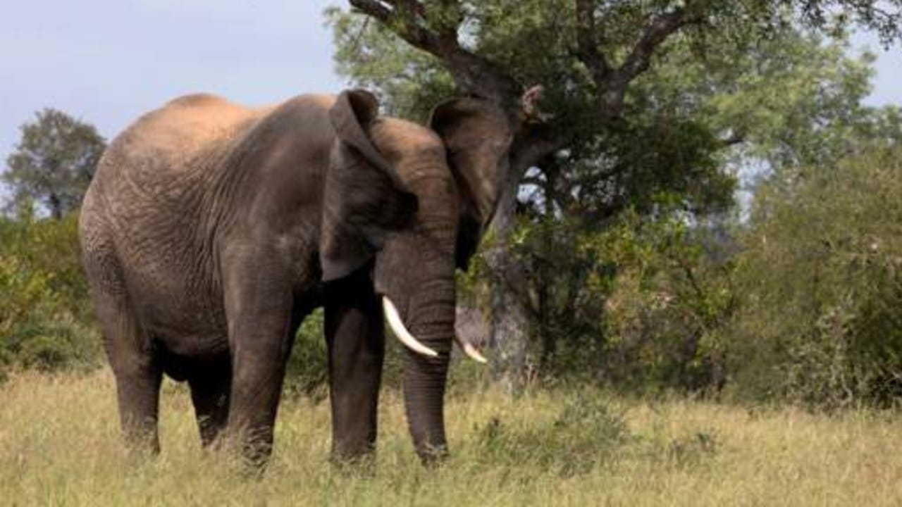Manada de elefantes pisotea y mata a cazador ilegal