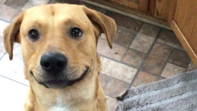 Tu perro puede sonreír