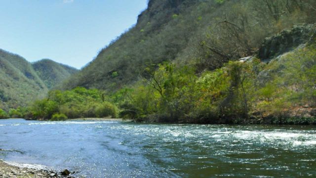 Reportan muerte de ganado por desechos mineros en río de Sinaloa