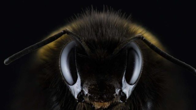 Investigadores en Ecuador descubren abeja andrógina