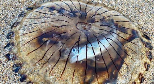 Encontraron a un pez intacto dentro de una medusa
