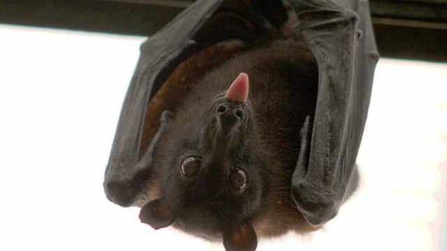 Un hombre de 80 años muere de rabia luego de despertar con un murciélago en su cuello