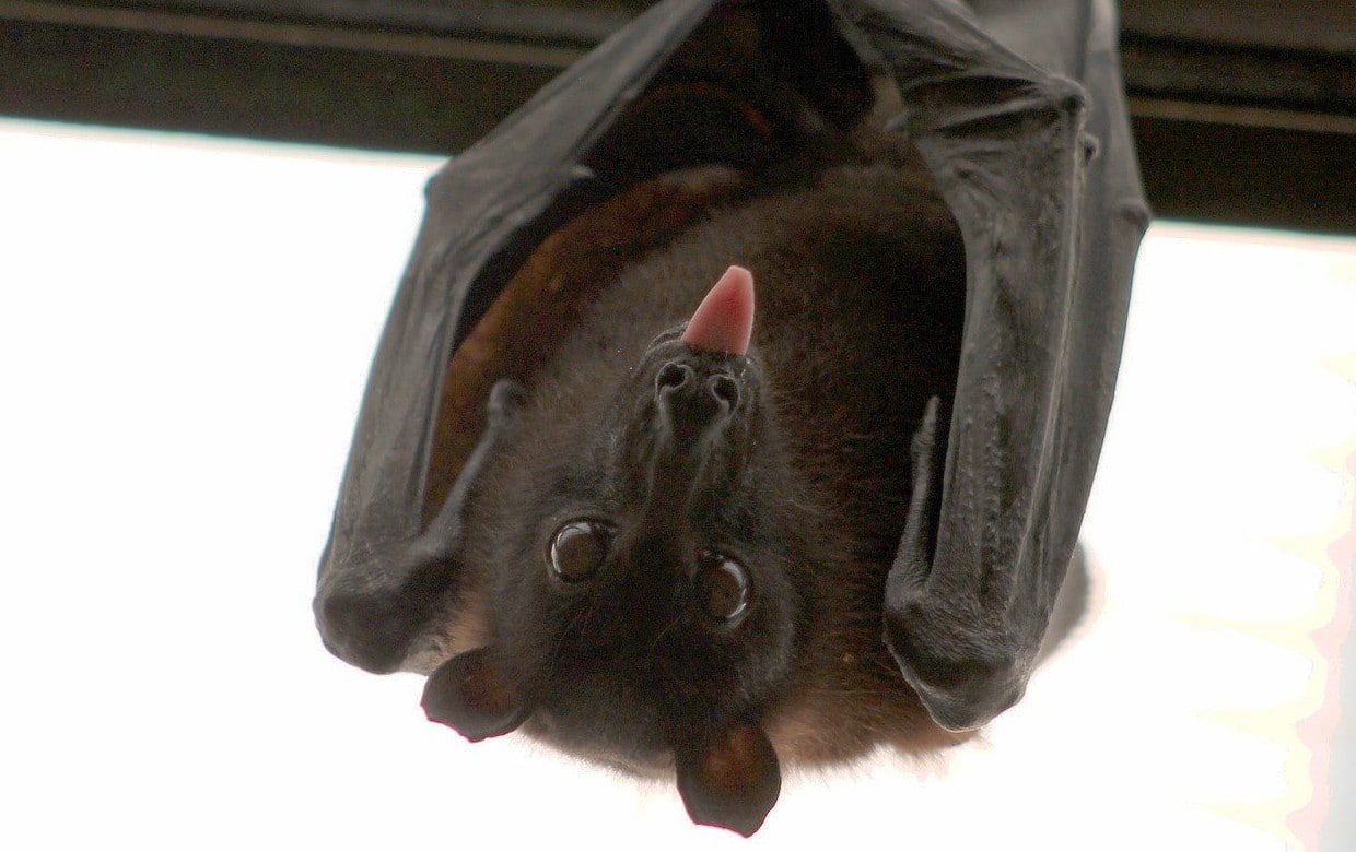 Un hombre de 80 años muere de rabia luego de despertar con un murciélago en su cuello