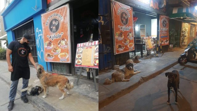 taquero organiza banquete para perritos de la calle