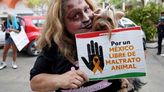 Senado prohíbe pruebas de cosméticos en animales