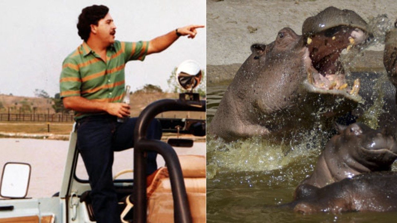 Hipopótamos de Pablo Escobar, una pesadilla: habla la veterinaria a cargo de la manada